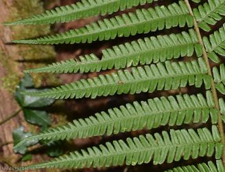 image for Scaly Male Fern