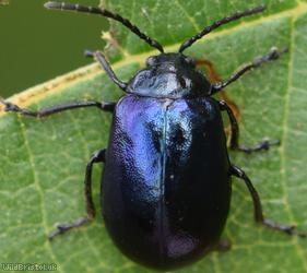 Alder Leaf Beetle