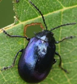 Alder Leaf Beetle