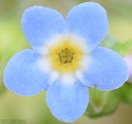 image for Tufted Forget-me-not