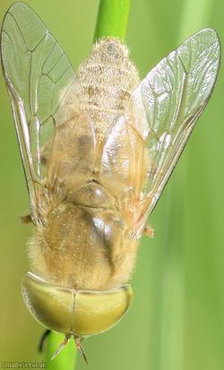image for Golden Horsefly