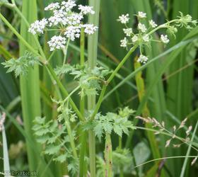 image for Lesser Water-parsnip