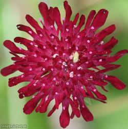 image for Macedonian Scabious