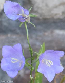 Peach-leaved Bellflower