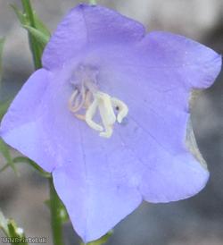 Peach-leaved Bellflower