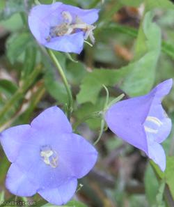 Peach-leaved Bellflower