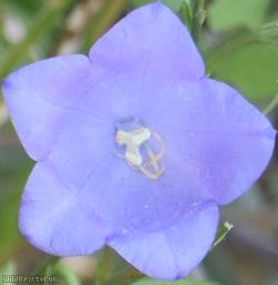 Peach-leaved Bellflower