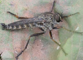 image for Kite-tailed Robberfly