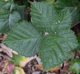 image for Rubus sect. Corylifolii Unidentified 4