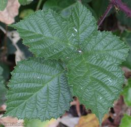 Rubus sect. Corylifolii Unidentified 4