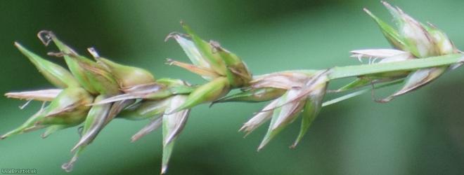 image for Spiked Sedge