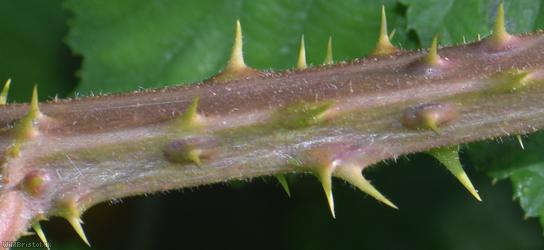 Barton's Bramble