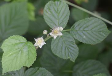 Rubus sect. Corylifolii Unidentified 5