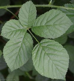 image for Rubus sect. Corylifolii Unidentified 5
