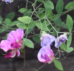 image for Two-flowered Everlasting-pea