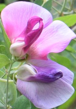 Two-flowered Everlasting-pea