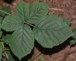Ashton Court Halstead Bramble