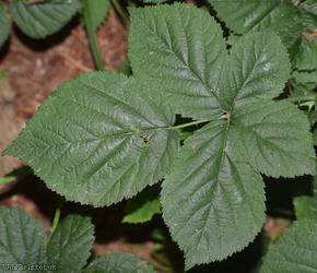 Ashton Court Halstead Bramble