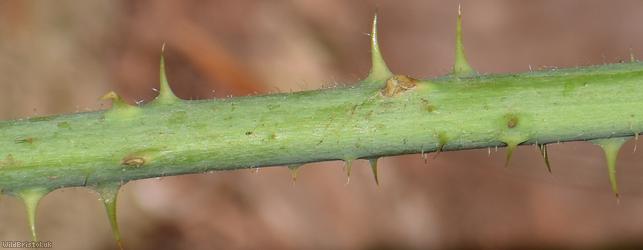 Ashton Court Halstead Bramble