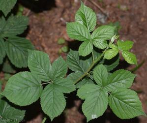 Ashton Court Halstead Bramble