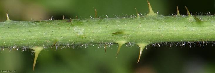 Ashton Court Halstead Bramble