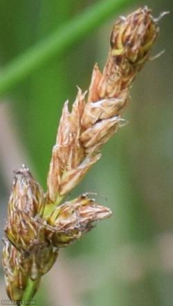 image for Brown Sedge