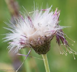 image for Meadow Thistle