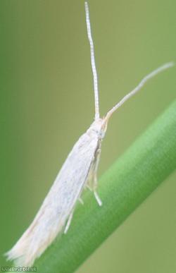 Moth Unidentified