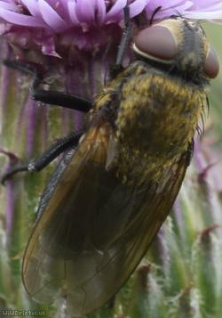 Black-bellied Clusterfly