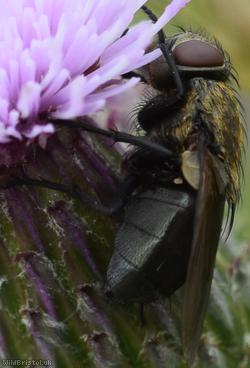 Black-bellied Clusterfly