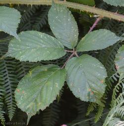 Rubus troiensis