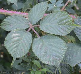 Rubus troiensis