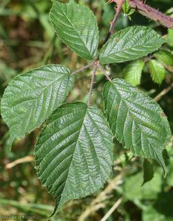 Rubus troiensis
