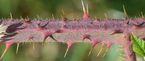 Rubus troiensis