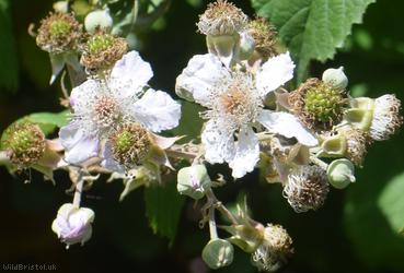 Rubus troiensis