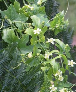 White Bryony