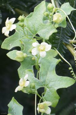 White Bryony