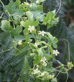 White Bryony