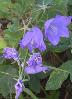 Peach-leaved Bellflower