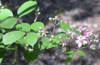 Long Bramble
