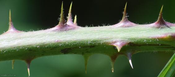 Long Bramble