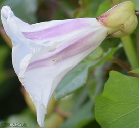 image for Large Bindweed