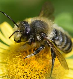 image for Leafcutter Bees