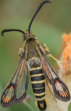image for Six-belted Clearwing