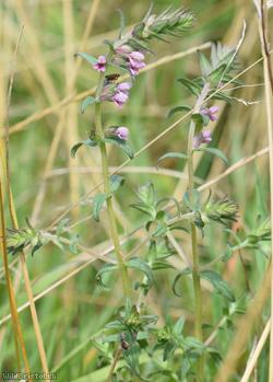 image for Red Bartsia