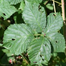 image for Rubus sect. Corylifolii Unidentified 7