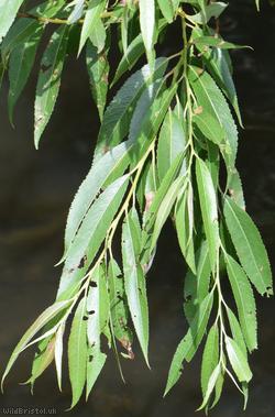 image for Hybrid Crack-willow