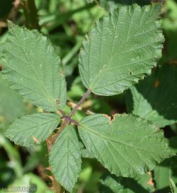 Rubus ser. Discolores Unidentified 1