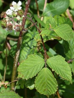 Rubus ser. Discolores Unidentified 1