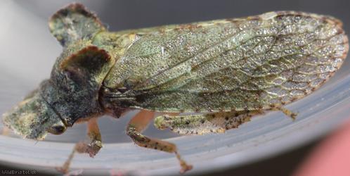 Eared Leafhopper